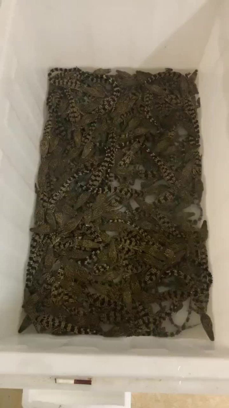 宠物小鳄鱼苗，三条包邮。支持全国发货