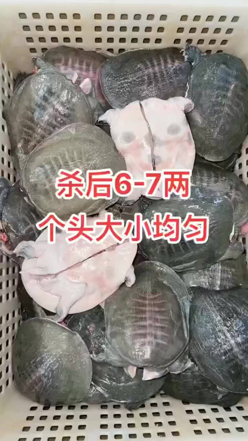 网红麻辣甲鱼批发一首货源，卤甲鱼规格0.5到一斤