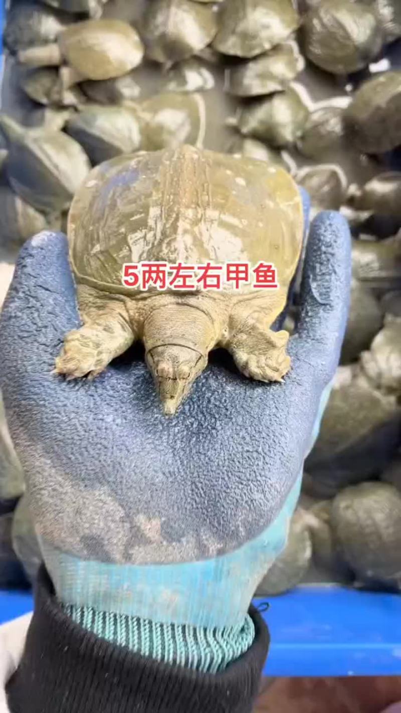 网红麻辣甲鱼批发一首货源，卤甲鱼规格0.5到一斤