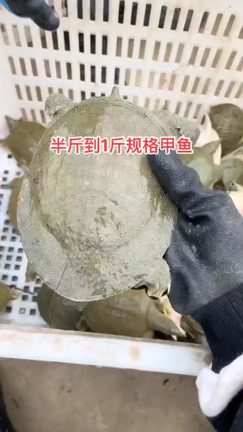网红麻辣甲鱼批发一首货源，卤甲鱼规格0.5到一斤