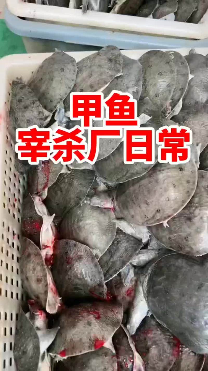 网红麻辣甲鱼批发一首货源，卤甲鱼规格0.5到一斤