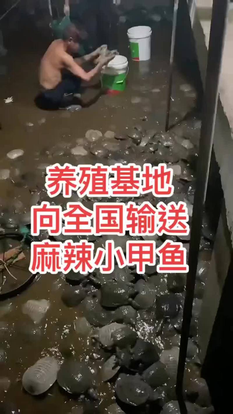 网红麻辣甲鱼批发一首货源，卤甲鱼规格0.5到一斤