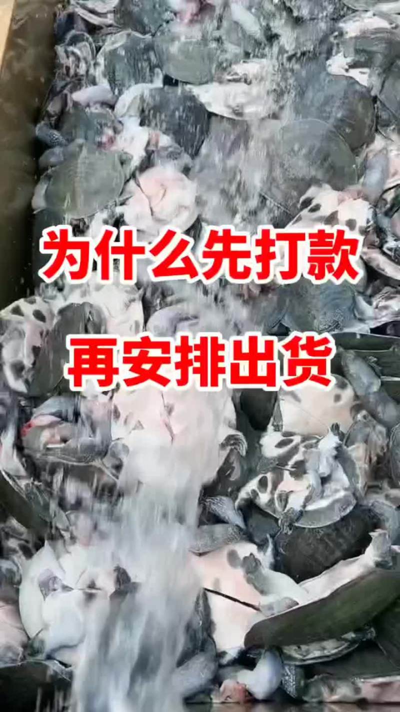 网红麻辣甲鱼批发一首货源，卤甲鱼规格0.5到一斤