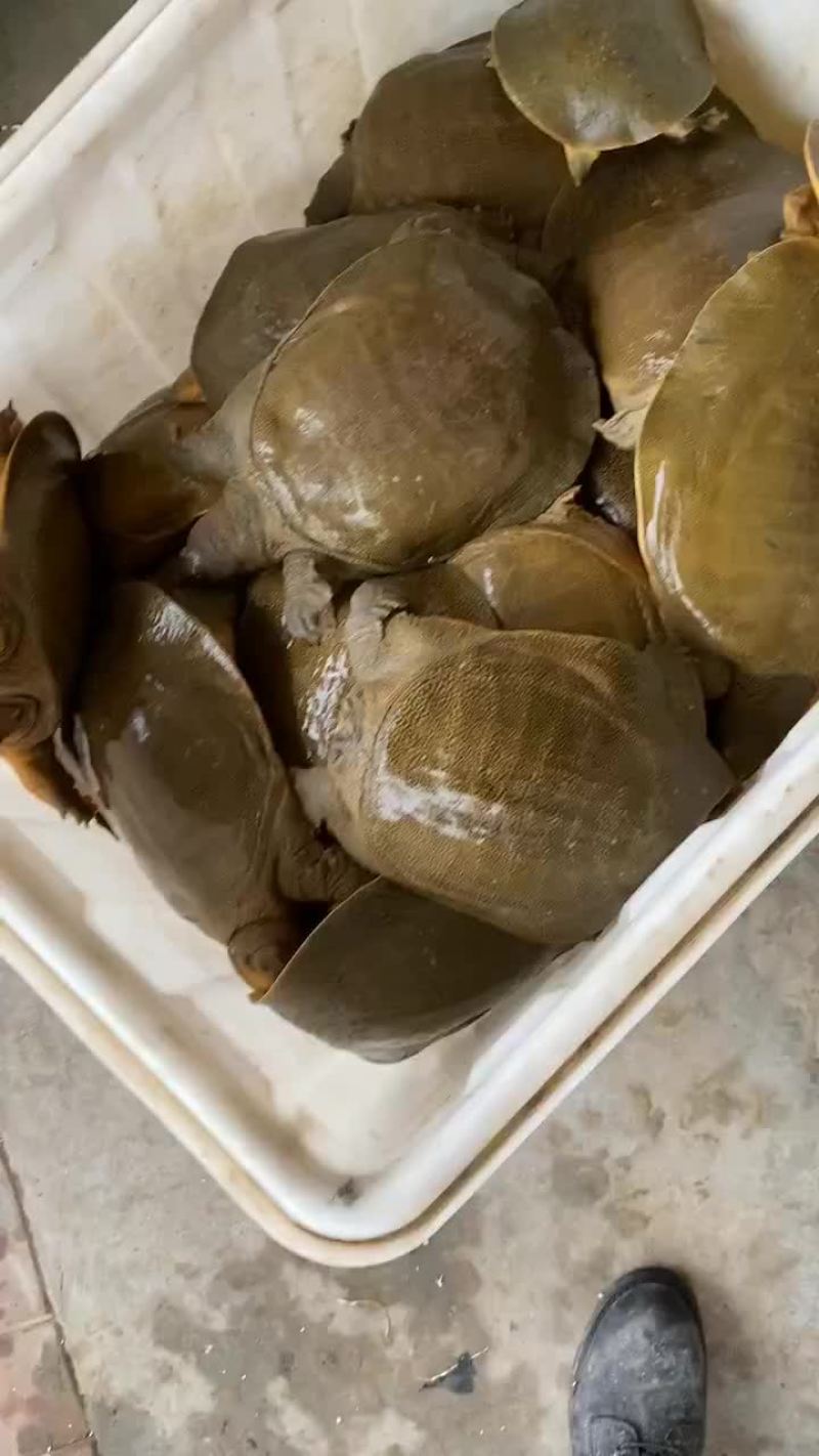 网红麻辣甲鱼批发一首货源，卤甲鱼规格0.5到一斤