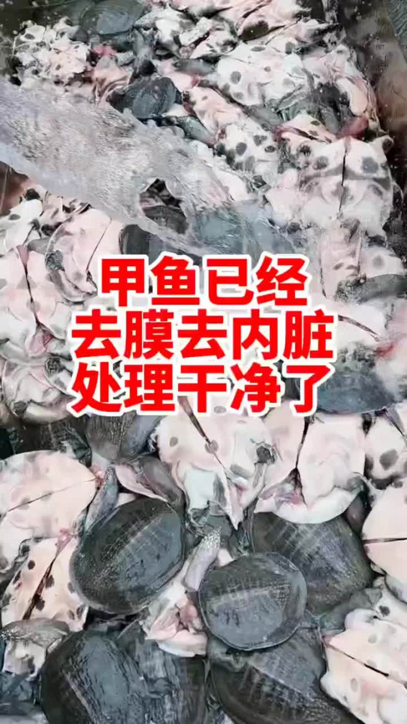 网红麻辣甲鱼批发一首货源，卤甲鱼规格0.5到一斤