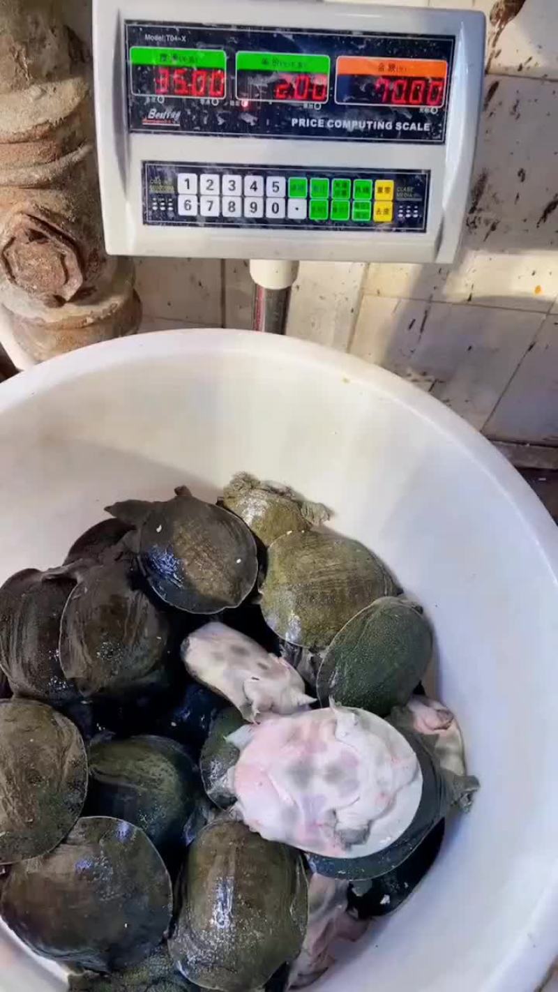 网红麻辣甲鱼批发一首货源，卤甲鱼规格0.5到一斤