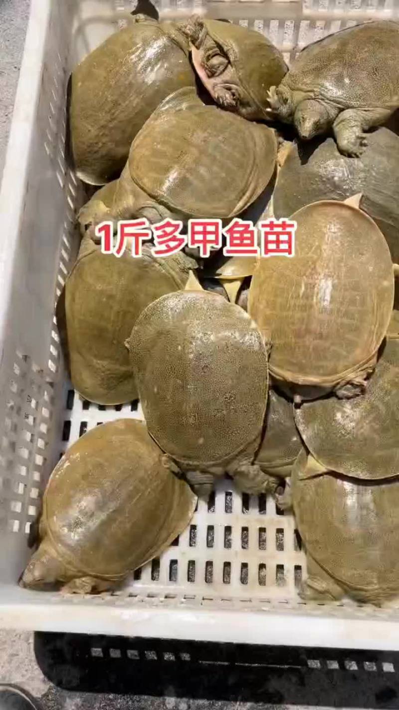 网红麻辣甲鱼批发一首货源，卤甲鱼规格0.5到一斤