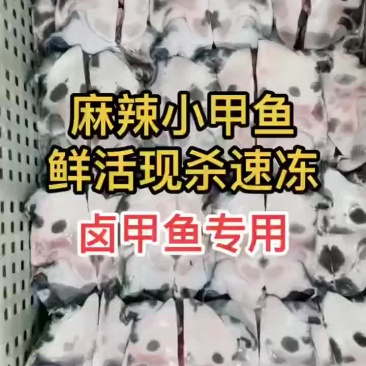 网红麻辣甲鱼批发一首货源，卤甲鱼规格0.5到一斤