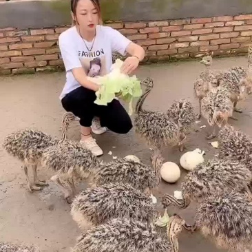 非洲鸵鸟苗，基地直发，两只包邮，支持全国发货，包邮包活