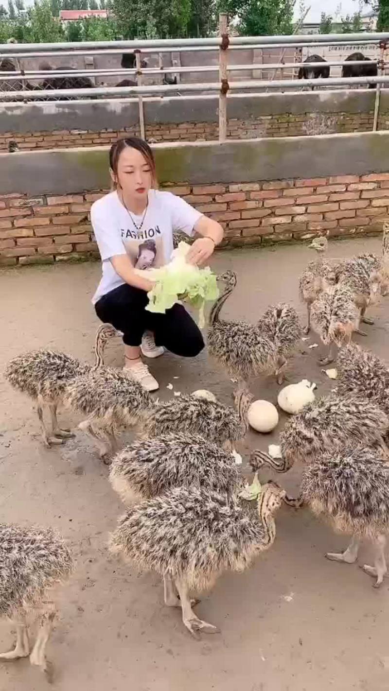 非洲鸵鸟苗，基地直发，两只包邮，支持全国发货，包邮包活