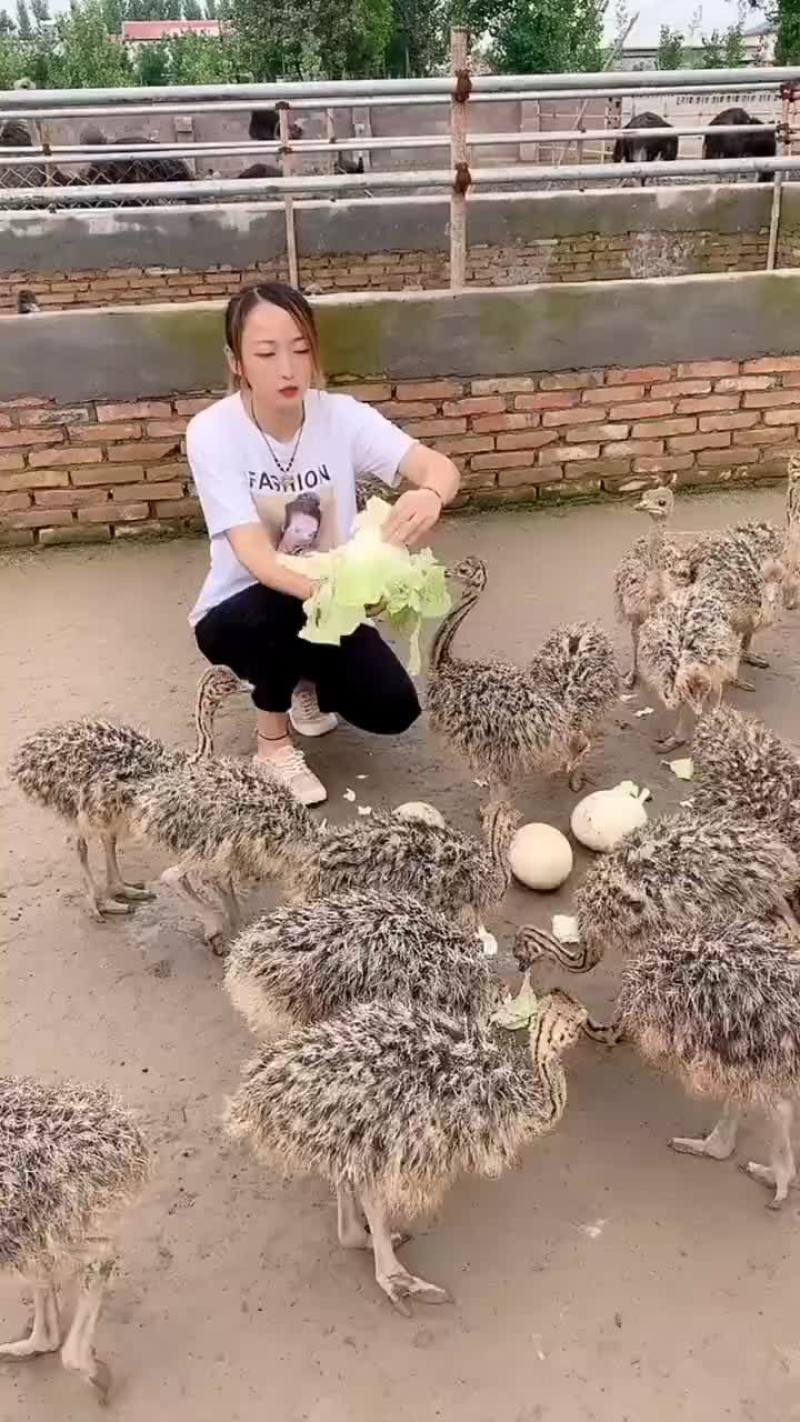 非洲鸵鸟苗，基地直发，两只包邮，支持全国发货，包邮包活
