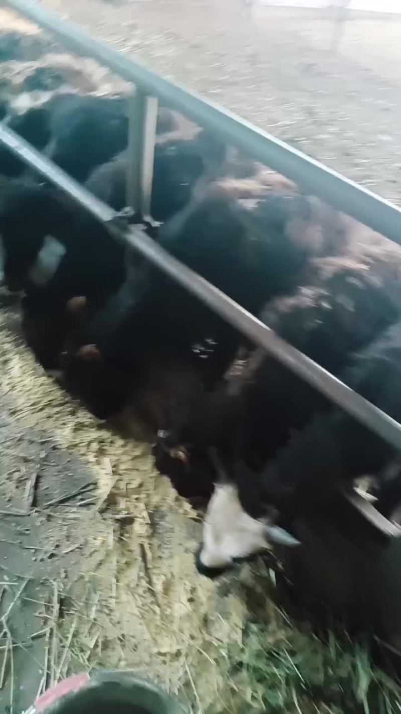 西藏，改良牛