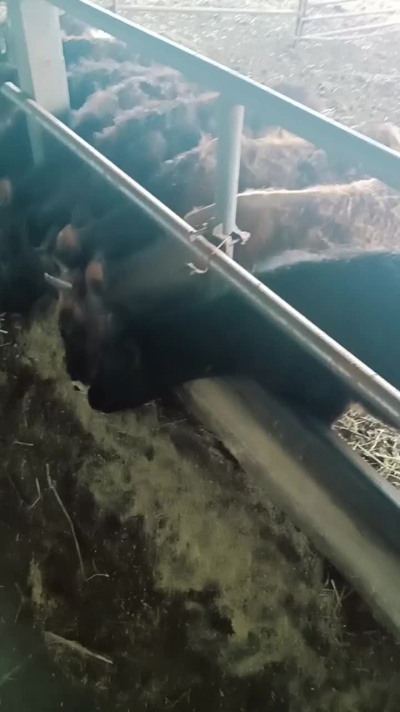西藏，改良牛