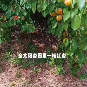 金太阳