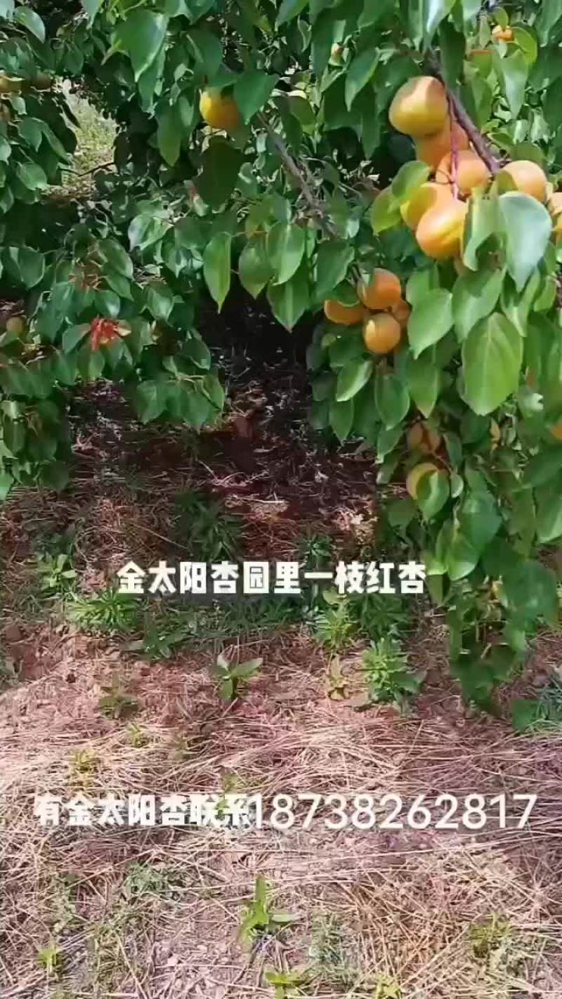 金太阳