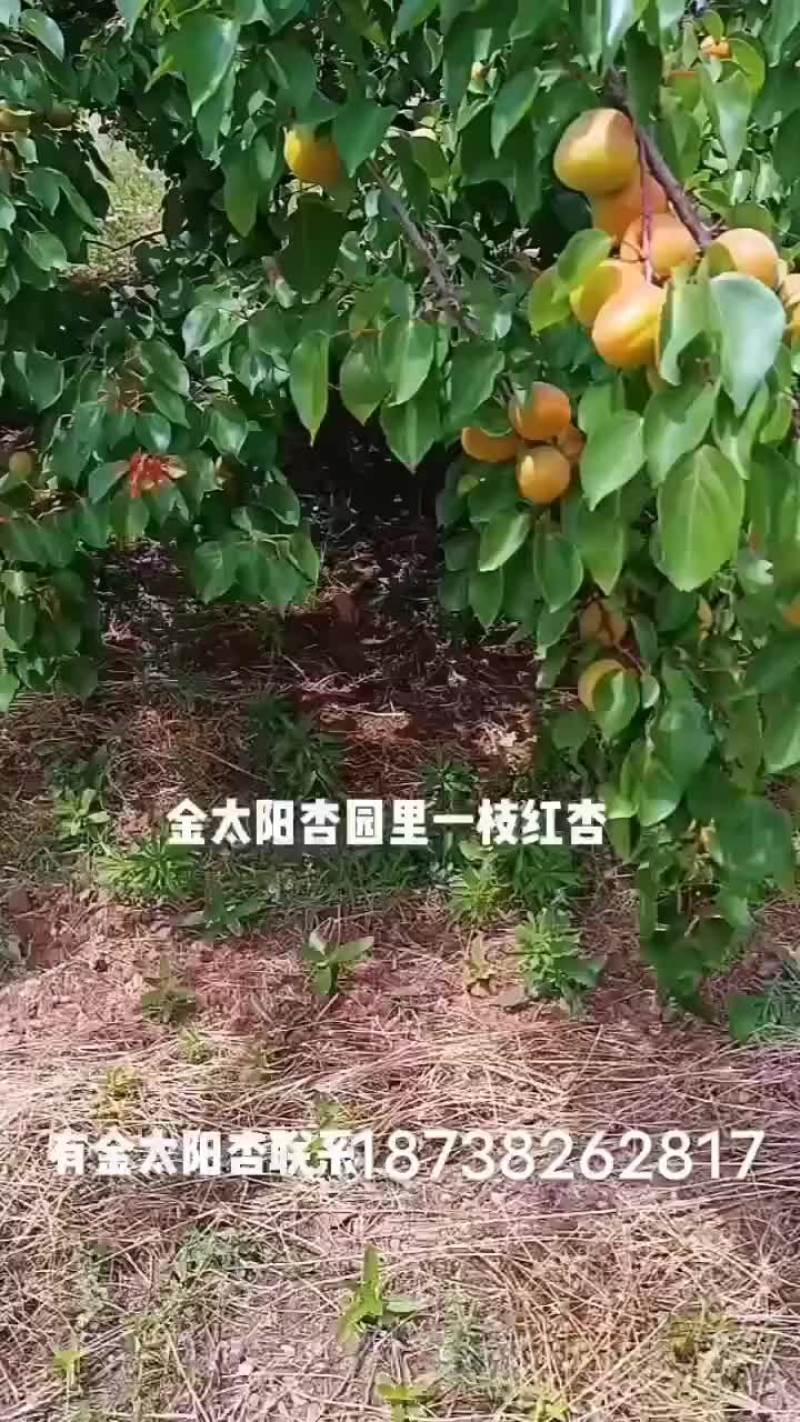 金太阳