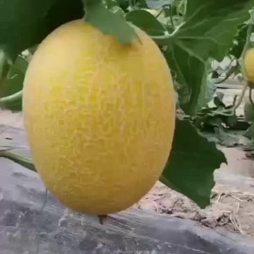 黄金6号网纹瓜