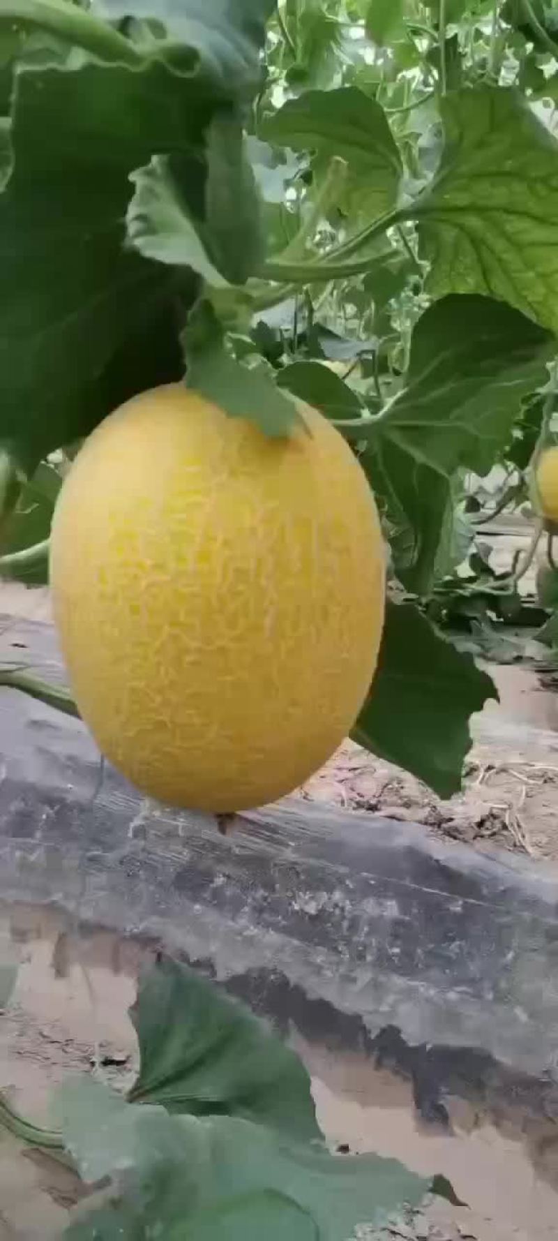 黄金6号网纹瓜