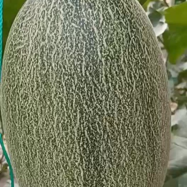 晓蜜25哈蜜瓜