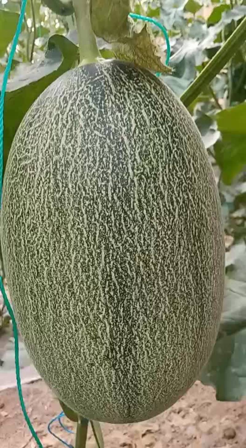 晓蜜25哈蜜瓜