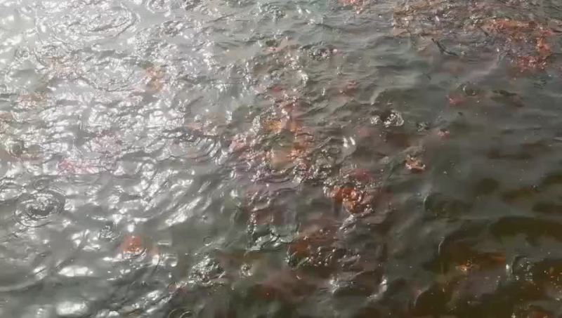 红草金鱼