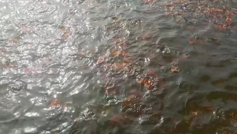 红草金鱼