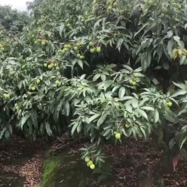广西灵山妃子笑准备上市要货的老板