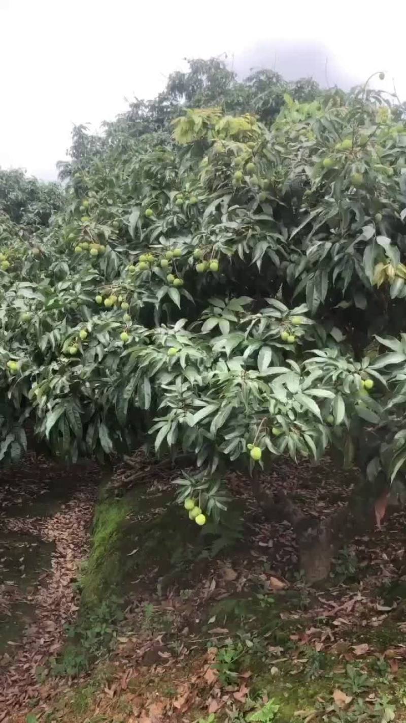 广西灵山妃子笑准备上市要货的老板