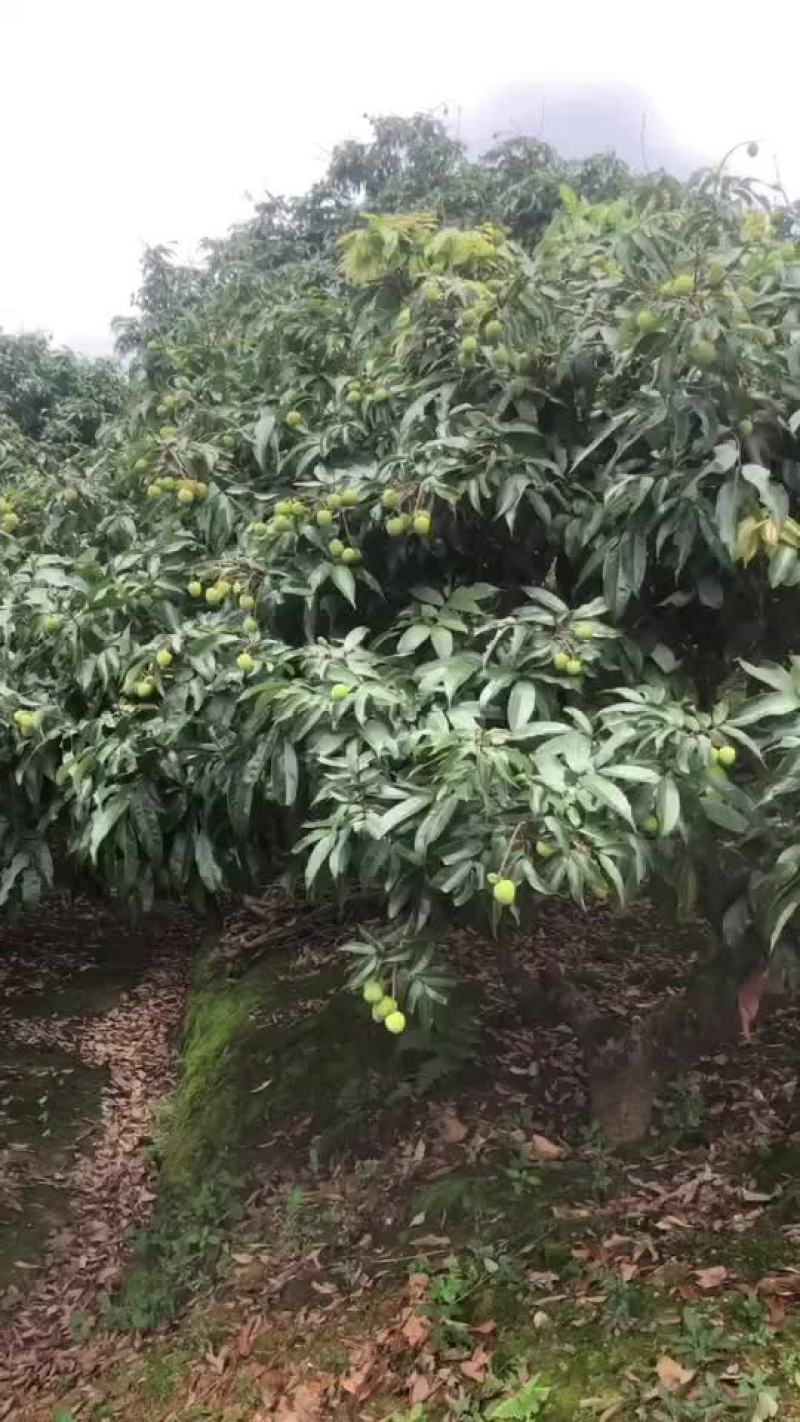 广西灵山妃子笑准备上市要货的老板