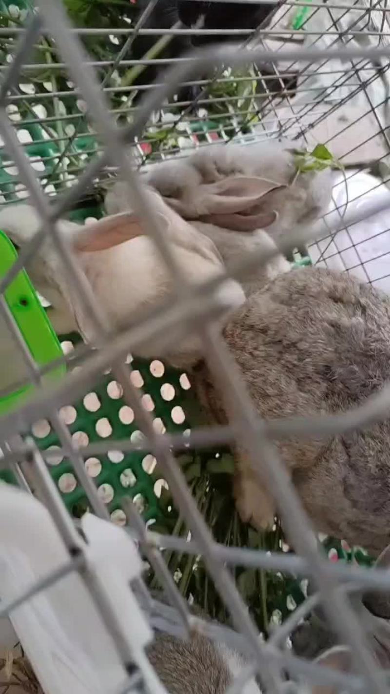 比利时兔