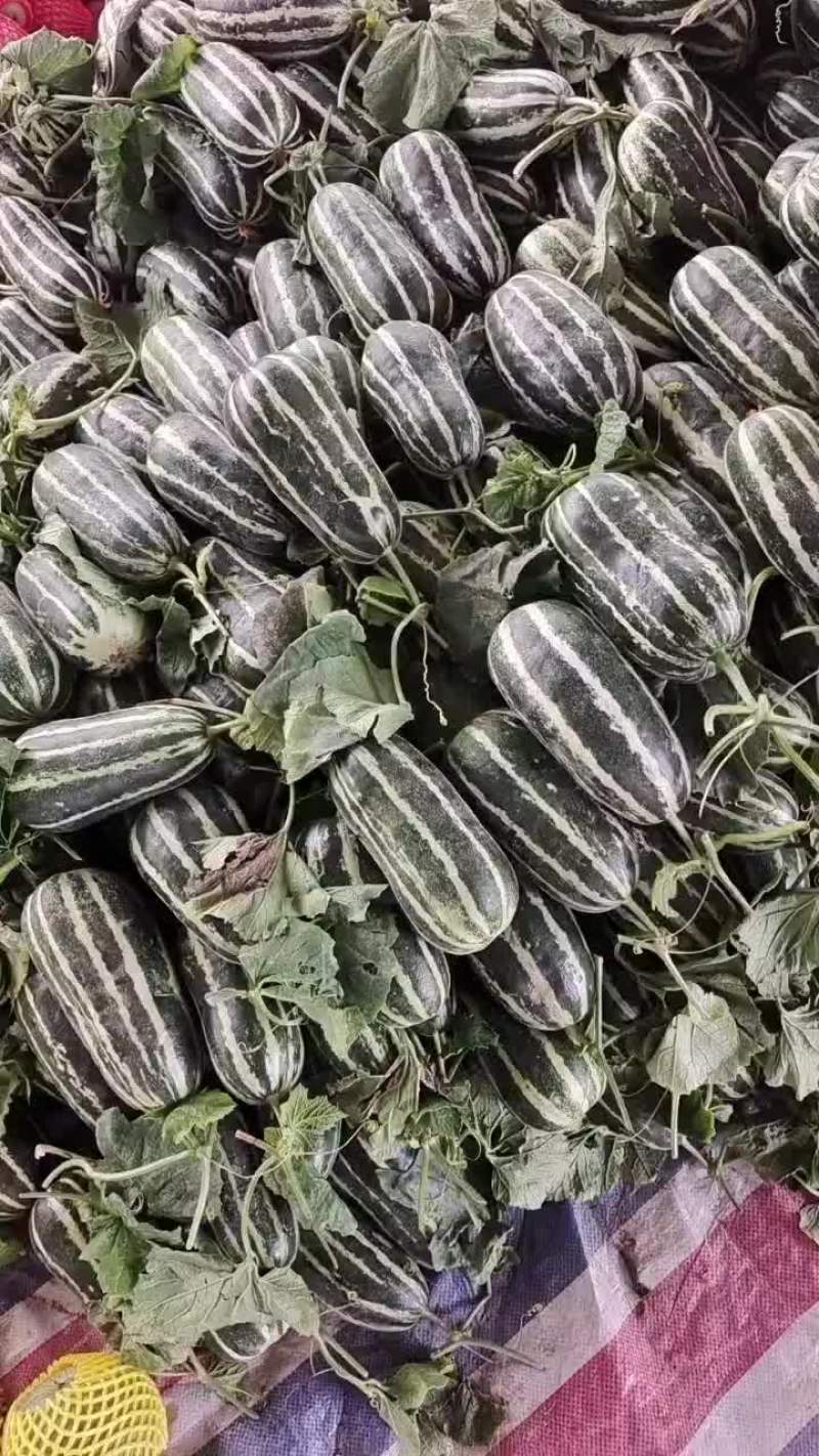 山东费县吊秧头茬博洋九，大红瓤薄皮脆甜