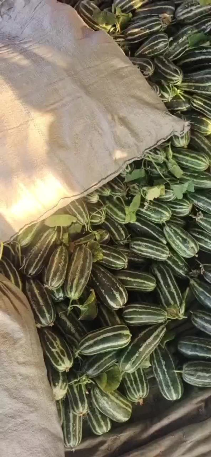 山东费县吊秧头茬博洋九，大红瓤薄皮脆甜