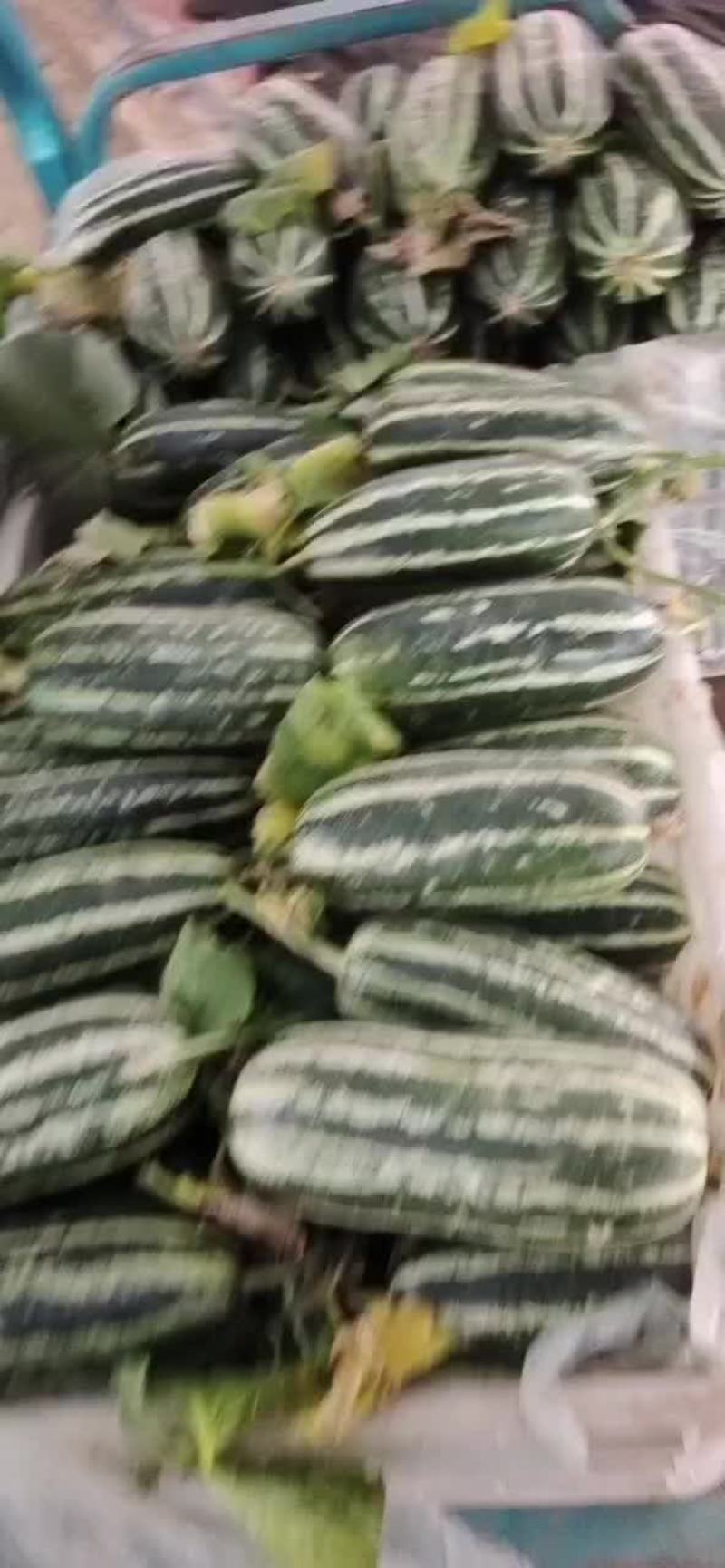 山东费县吊秧头茬博洋九，大红瓤薄皮脆甜