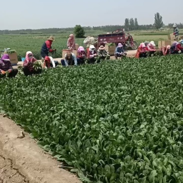 精品大叶菠菜，支持各种规格，各种包装，价格美丽，