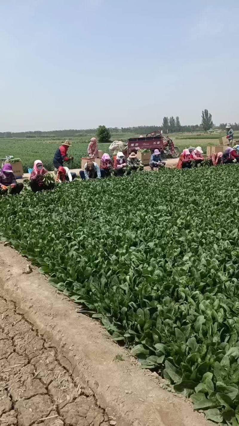 精品大叶菠菜，支持各种规格，各种包装，价格美丽，