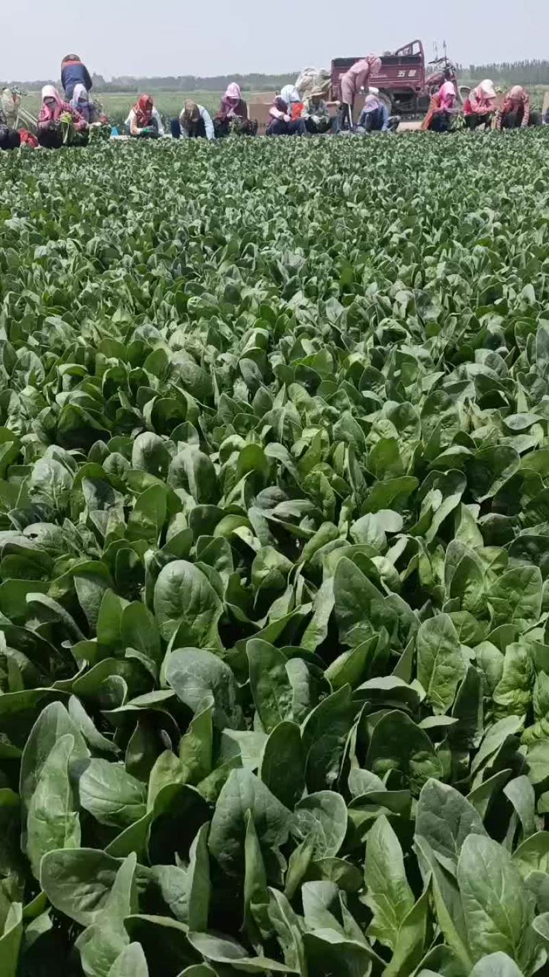 精品大叶菠菜，支持各种规格，各种包装，价格美丽，