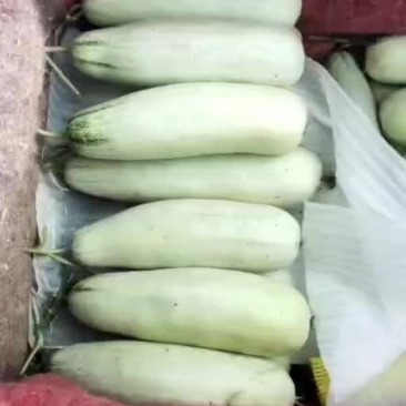 散装博洋9和61