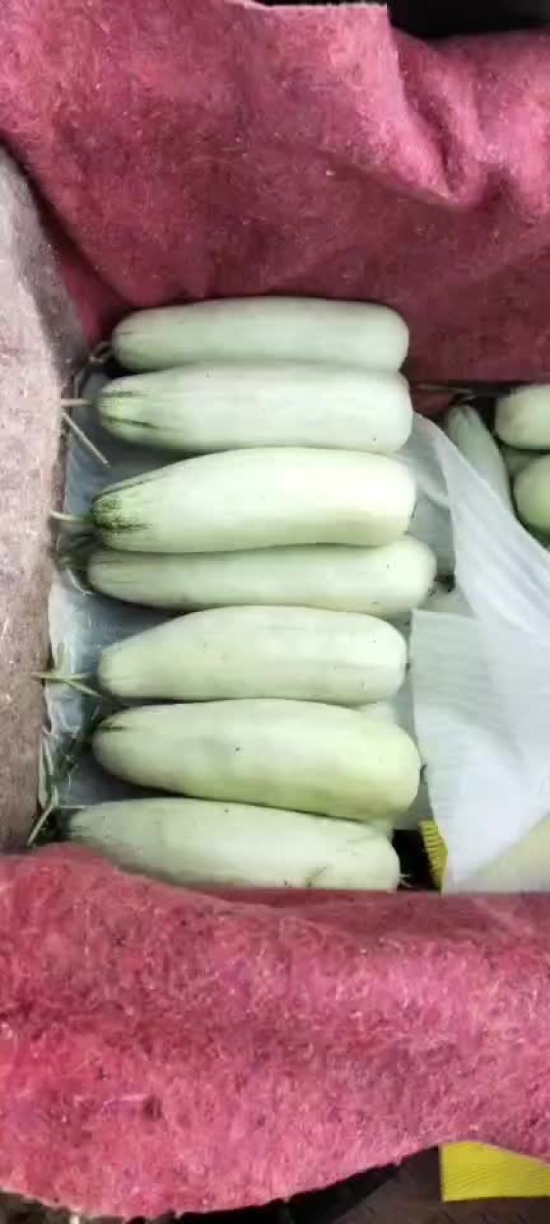 散装博洋9和61