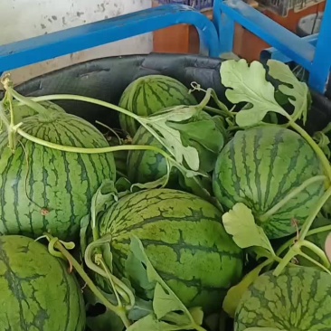 8424西瓜诚信商家农户种植可视频看货