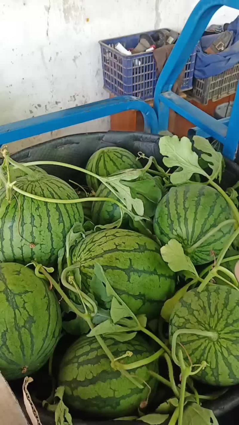 8424西瓜诚信商家农户种植可视频看货