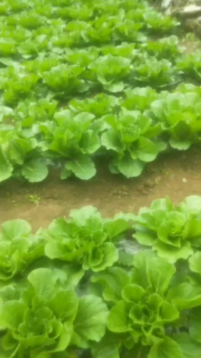 高上黄心大白菜，有机蔬菜，。