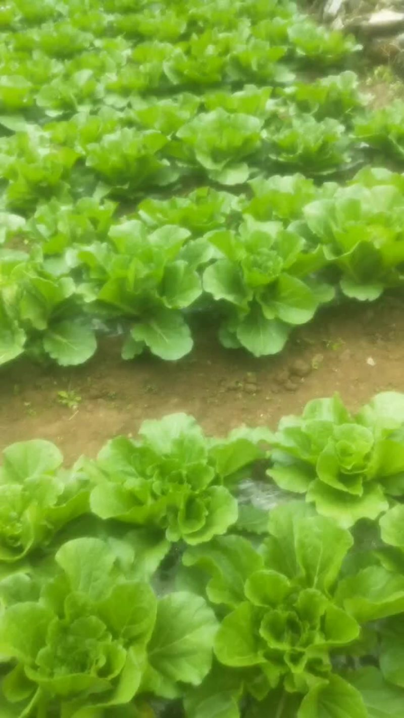 高上黄心大白菜，有机蔬菜，。