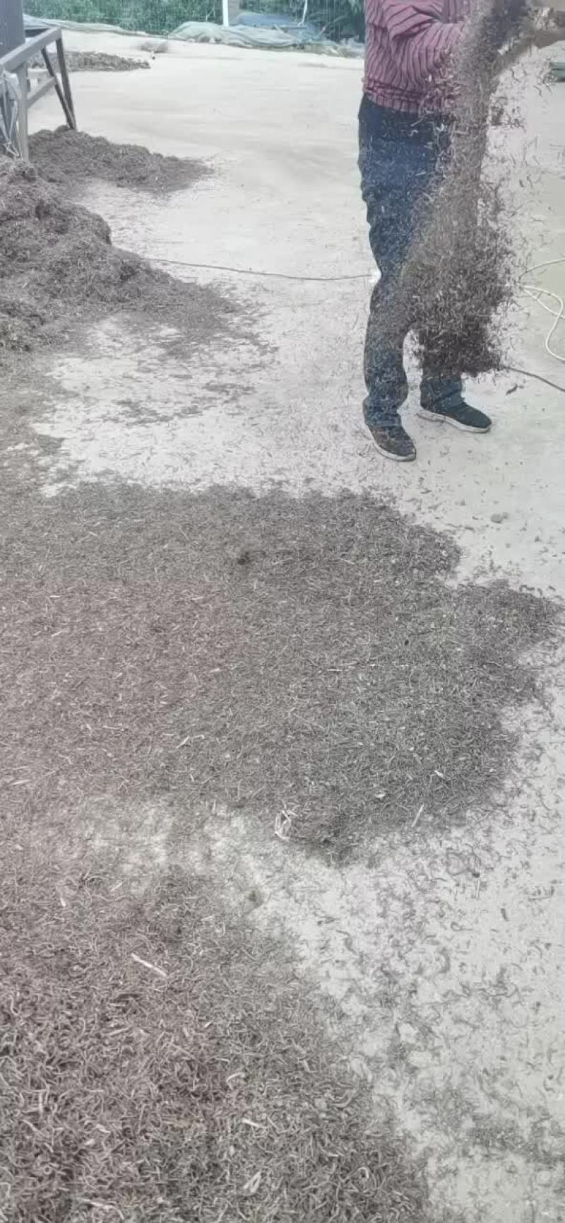 中药材石菖蒲下脚料批发