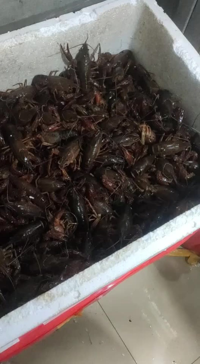 龙虾供应，量大优惠，各种规格都有