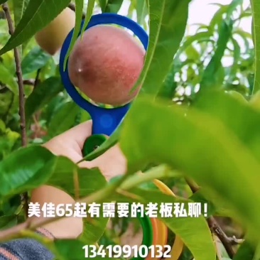 河南南阳红不软