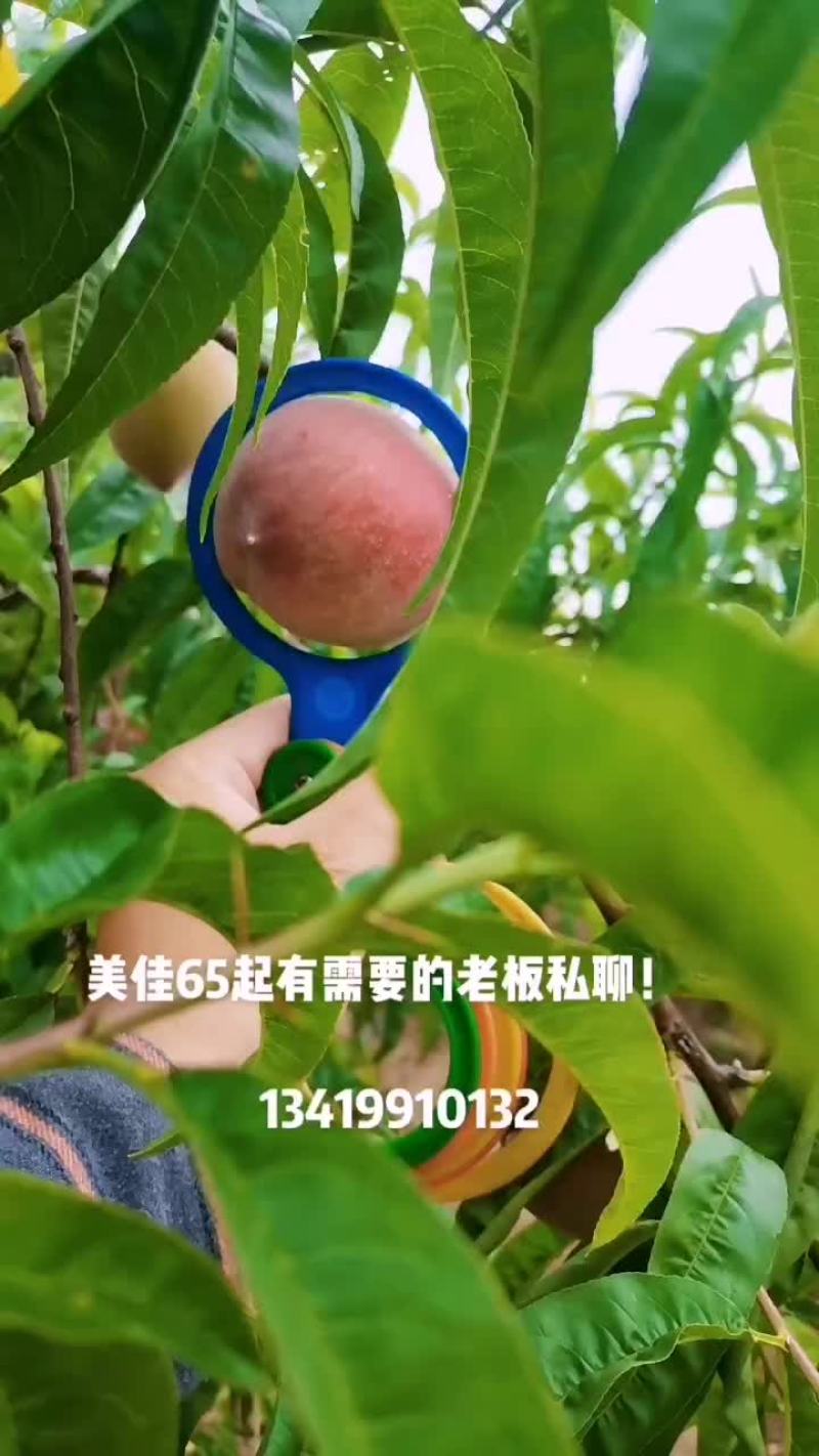 河南南阳红不软