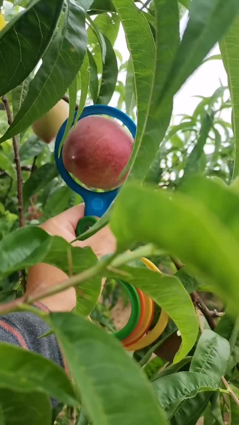 河南南阳红不软