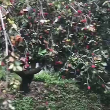 苹果蕉开始大量了