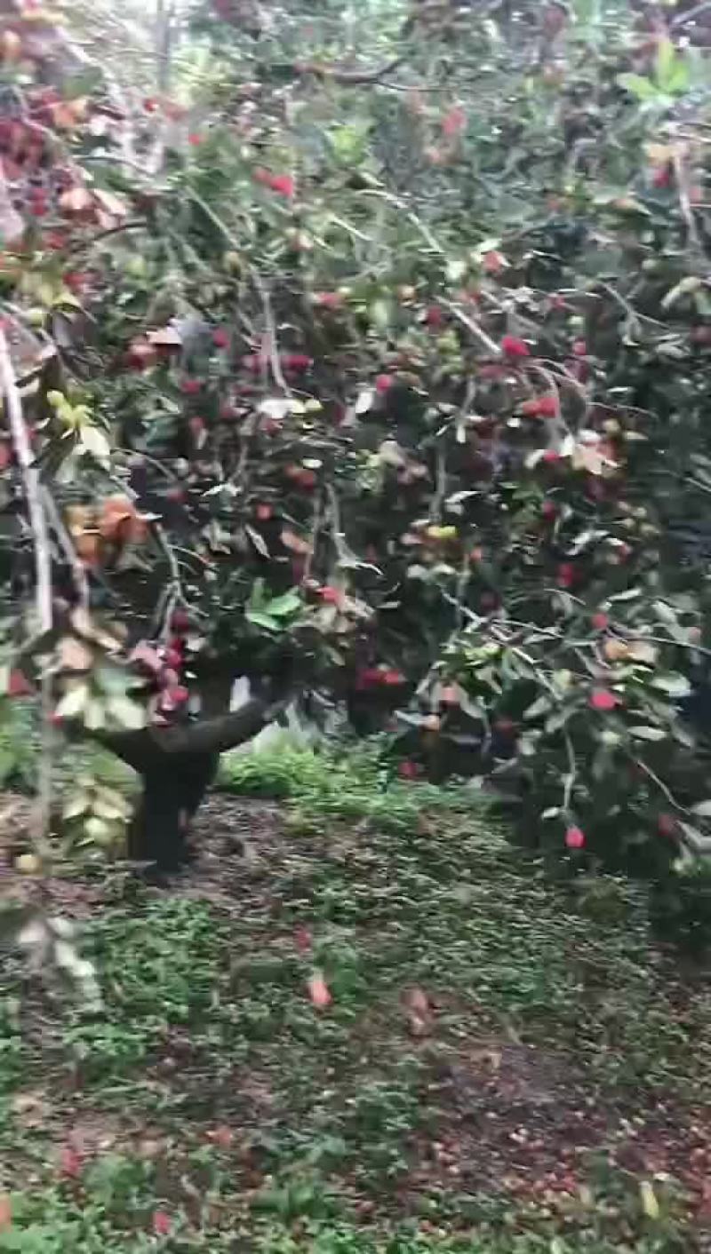 苹果蕉开始大量了