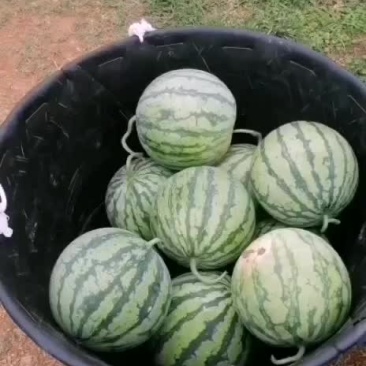 西瓜美都